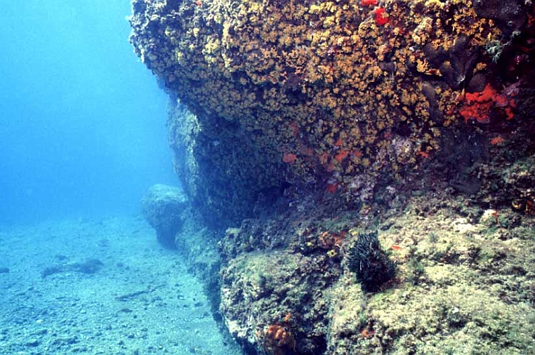 89 passaggio.jpg - Su un fondale di 7 - 8 metri si incontra la parete che si tuffa da Torre del Mare.